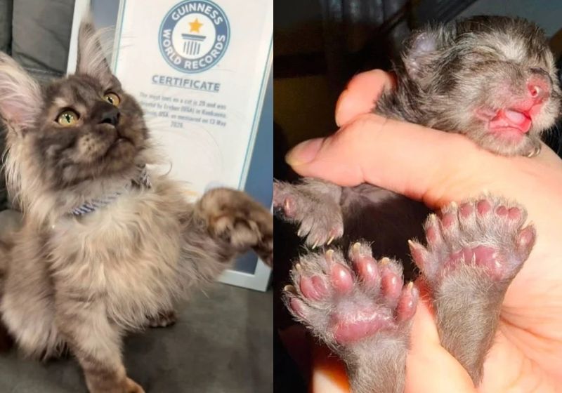 O gato Erebus Anomaly, da raça Maine Coon, de Wisconsin (EUA), entrou para o Guinness Book com o recorde mundial de maior número de dedos em um felino - Foto: Divulgação/ Guinness World Records