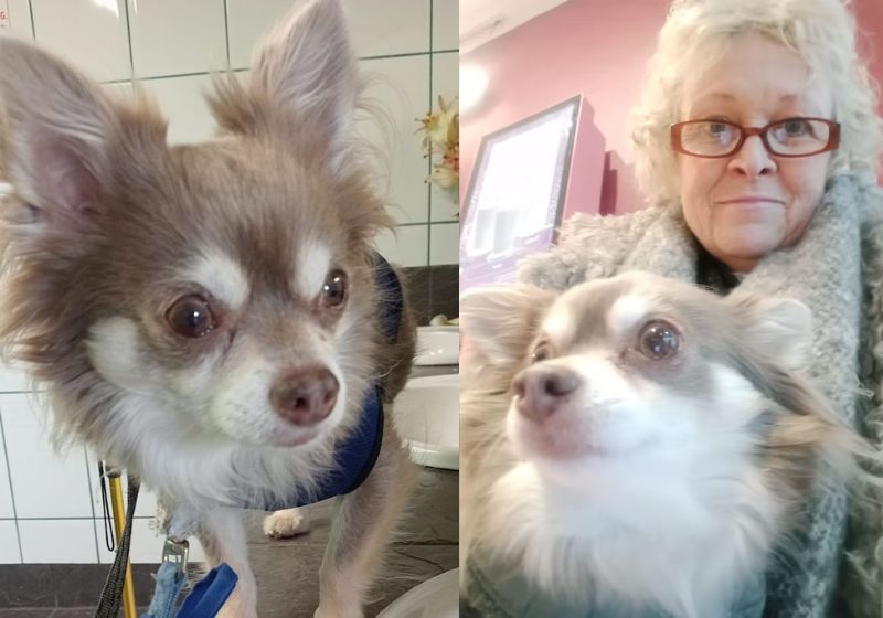 O chihuahua Flag farejou o câncer de mama da tutora, avisou e o diagnóstico precoce permitiu o tratamento. Hoje ela está em remissão. - Fotos: Kristine Richards / SWNS