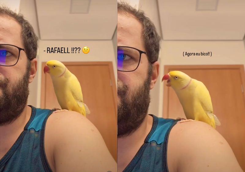 O periquito carente não deixa o tutor trabalhar e chama “Rafael” e “papai” até conseguir atenção. O vídeo de Mingau já passou de 6,4 milhões de visualizações. - Fotos: reprodução/ @mingauroberto