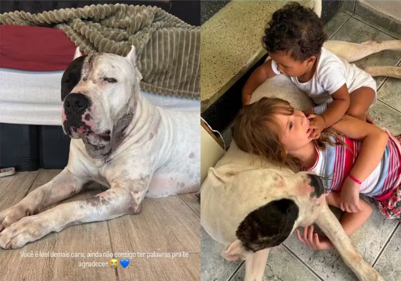 O pitbull Ragnar enfrenta uma onça-parda que entrou na casa da família de madrugada, na Serra da Cantareira, em São Paulo. Ele ficou ferido mas salvou as crianças. - Fotos: arquivo pessoal