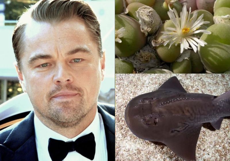 Projeto de Leonardo DiCaprio para salvar espécies ameaçadas de extinção terá US$ 200 milhões e vai atuar em 30 países. - Foto: Wikimedia/ Phoenix Species Project