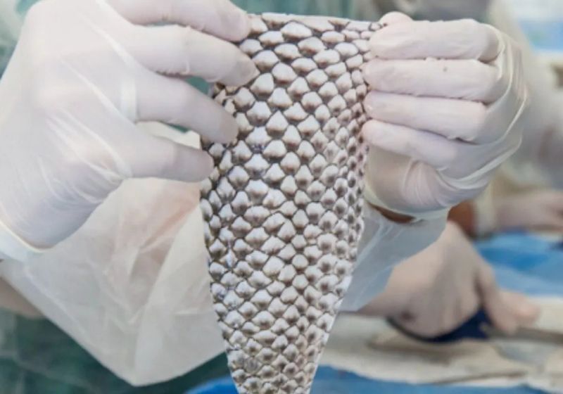 A primeira fábrica de curativos de pele de tilápia do Brasil será em Jaguaribara, Ceará. - Foto: Universidade Federal do Ceará.
