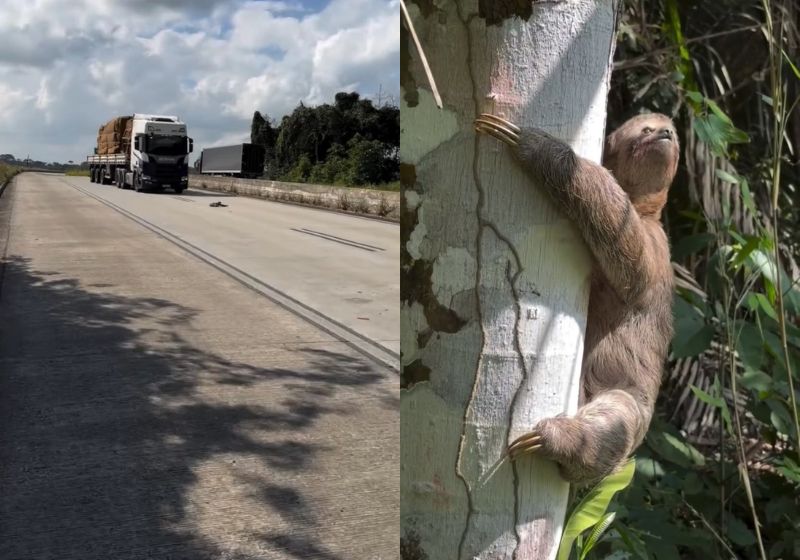 O biólogo George Xavier encontra e salva dois bichos-preguiça no asfalto, a poucos quilômetros de distância um do outro. Ele parou na estrada e os levou de volta para a mata. - Fotos: reprodução/ Instagram/ @georgexaviier