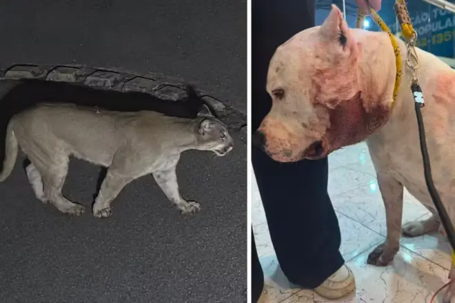 A onça parda que atacou o pittbull Ragnar, na Zona Norte de São Paulo - Foto: Reprodução/g1