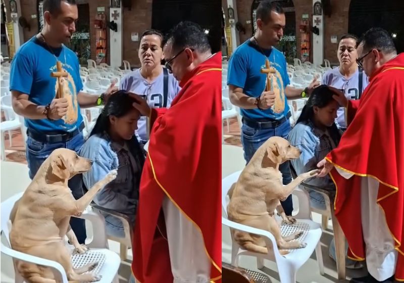 O cachorro Simón estende a patinha durante uma oração e o padre Carlos Mario Peña Lopera a segura. O vídeo gravado na Colömbia tem 6 milhões de visualizações no Tiktok. - Foto: Reprodução/TikTok @padrecarlosmariobendito