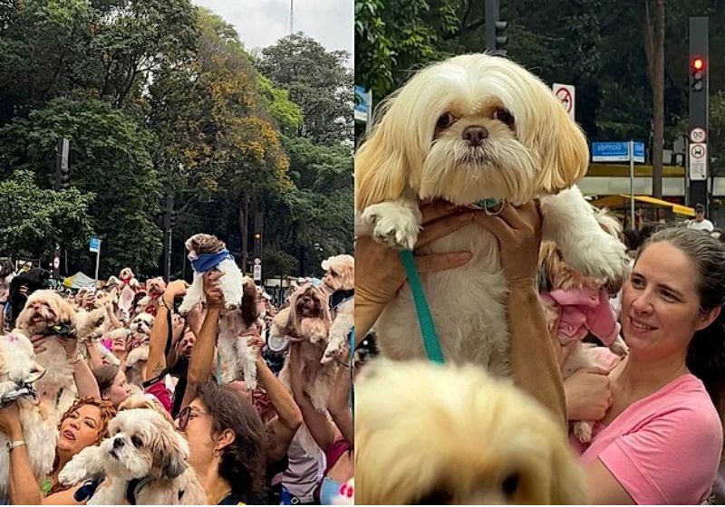 Mais de mil shih-tzus participaram de encontro na Avenida Paulista, em São Paulo (SP), no último domingo (30). Foto: Reprodução/Instagram / @shihtzuvalen