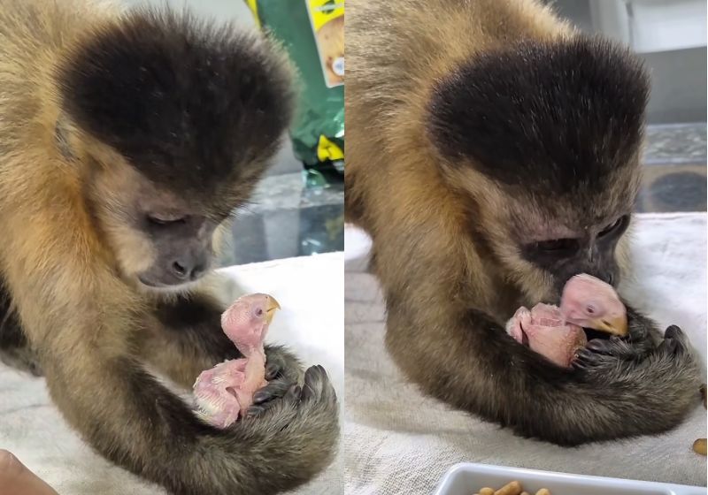 Davi, macaco-prego de 8 anos, cuida e enche de carinho um periquito bebê na Serra (ES). - Foto: Reprodução/Instagram @macacocapixaba