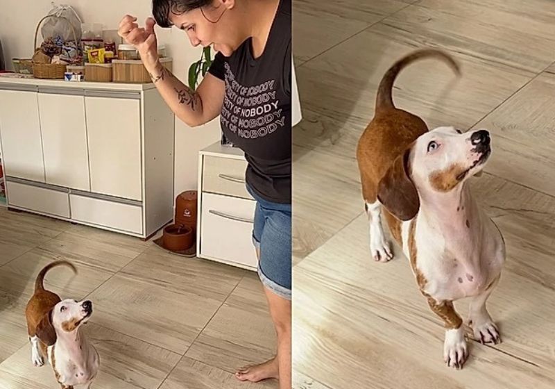 O Nescau aprendeu sinais visuais para identificar cada pessoa da família e faz festa quando eles chegam em casa. - Foto: Reprodução/Instagram @nescau.salsicha.surdo