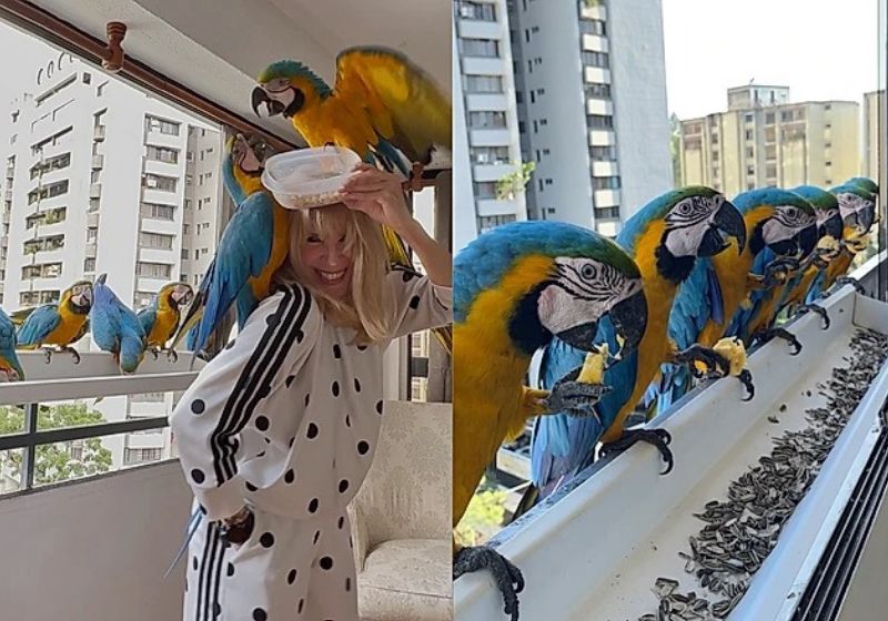 As araras selvagens livres visitam diariamente a janela do apartamento da Adriana Hidalgo, em Caracas, na Venezuela. - Fotos: Reprodução/Instagram/@guacamayas212