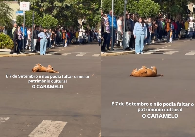 Caramelo deita no meio de desfile de 7 de Setembro no Paraná e rouba a cena; vídeo