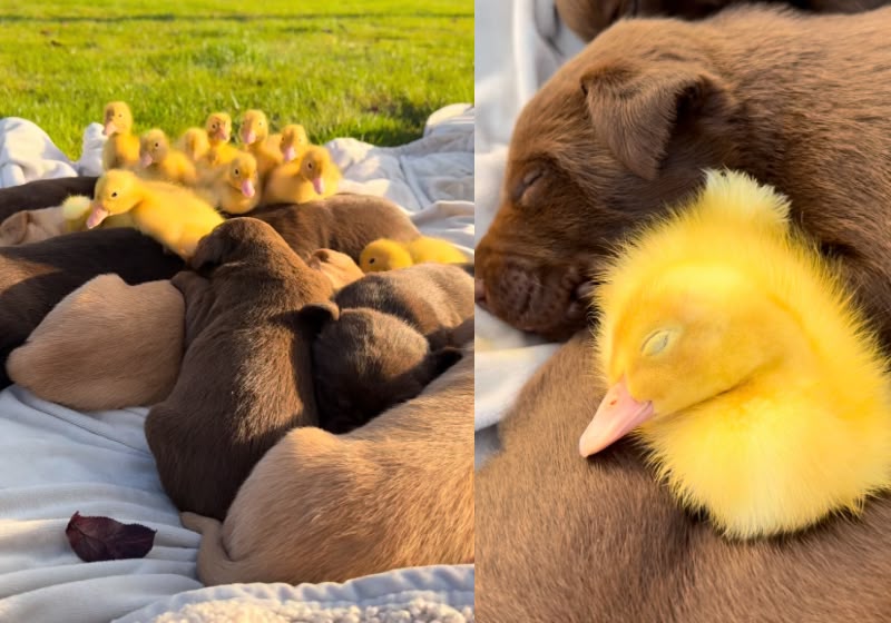 Dez patinhos brincaram, se aninharam e até dormiram ao lado de nove filhotes de cachorro na fazenda da família Severinski, no Canadá. Foto: Reprodução/Instagram/@bseverinski