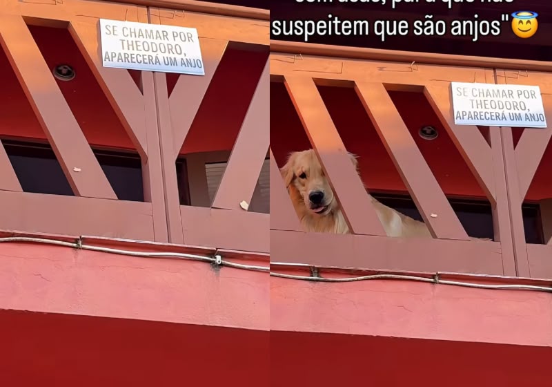 Theodoro, um golden retriever gaúcho, aparece na varanda sempre que alguém lê a placa e chama pelo nome dele. - Foto: Reprodução/Instagram/@theodoro_ogoldinho