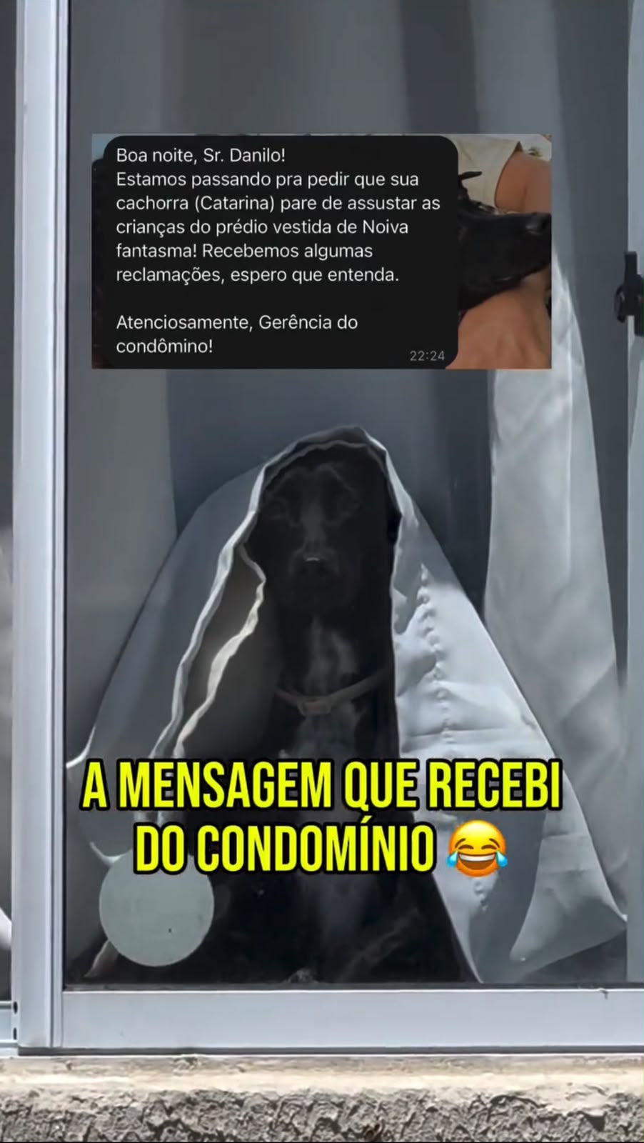 Olha o comunicado que o tutor diz que recebeu do condomínio sobre a cadela "noiva fantasma". Foto: reprodução/Instagram/ @danilopraxedes