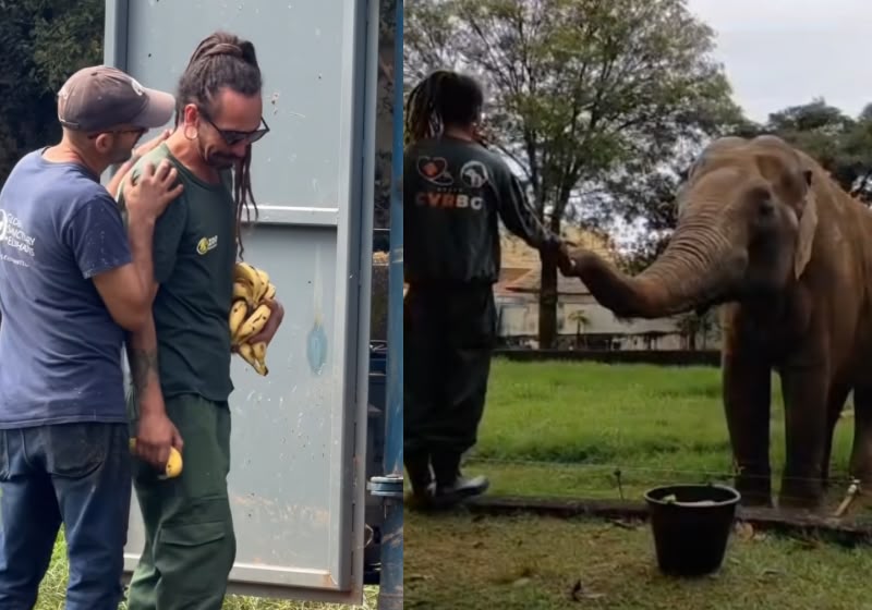 Sandro deixou o zoológico de Sorocaba após 44 anos, e o tratador Sérgio Domingues chorou ao se despedir do amigo elefante. - Foto: Reprodução/TV TEM
