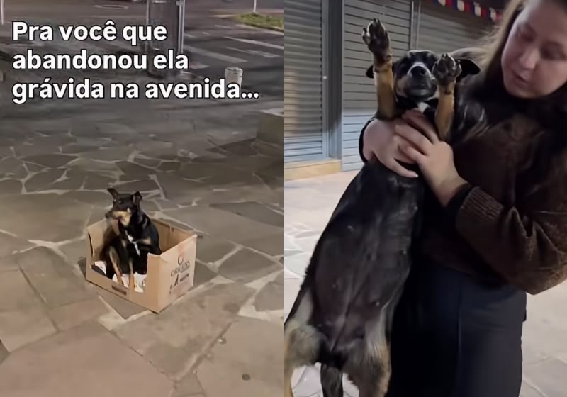 Magali foi resgatada grávida após ser abandonada em uma avenida e agora recebe cuidados da protetora Eduarda Pinheiro. Foto: Reprodução/Instagram/@eduardapinheiro.18
