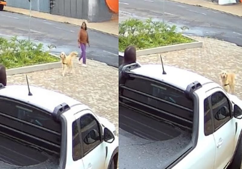 Maia entrou sozinha no carro de Mariana e do marido e, dias depois, a cachorra golden acabou adotada pelo casal. - Foto: Reprodução/Instagram @mariana.angelii