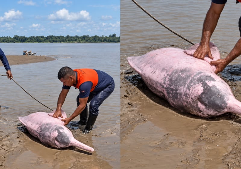 Boto-fêmea encalhado durante seca do Rio Solimões é resgatado pela Defesa Civil