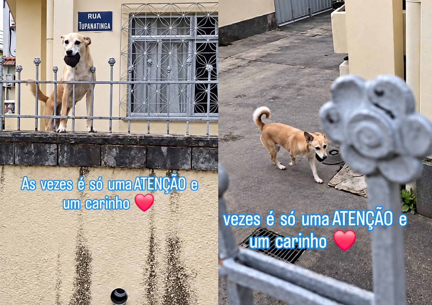 O cachorro deixa a bolinha cair por cima do muro para brincar com o motoboy Lenon Costa, no Rio. - Foto: Reprodução/Instagram/@lenesoncosta90