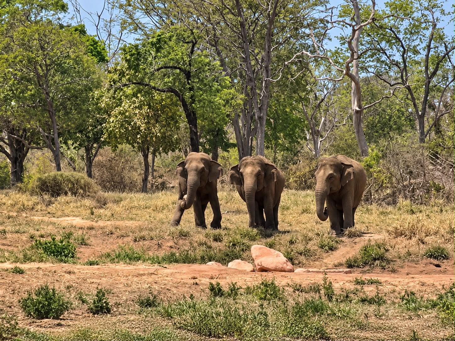 As elefantas pretendentes do Sandro sentiram o cheiro dele e ficaram procurando pelo primeiro macho da casa, do outro lado do lago, no Santuário, no MT. - Foto: reprodução/ Instagram/ @sanctuary4elephants