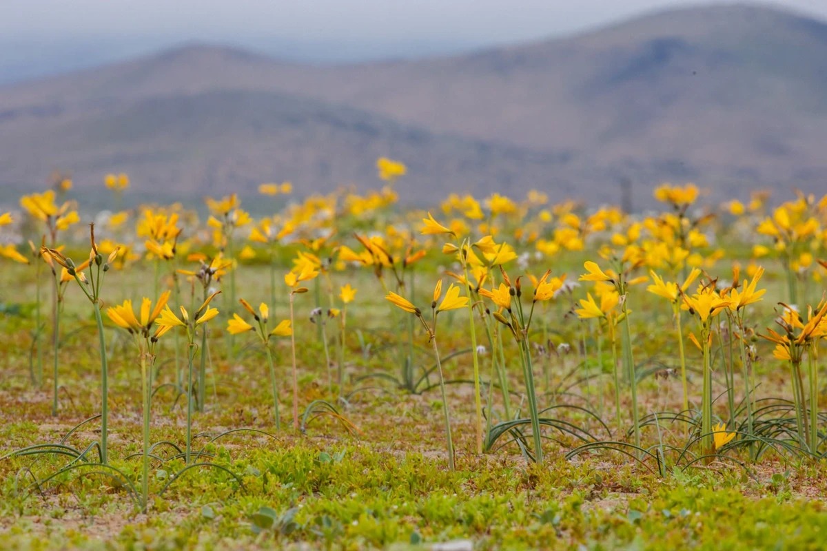Flores amarelas cobrem trechos do Deserto do Atacama após as chuvas registradas no norte do Chile. Foto: Javier Torres/AFP