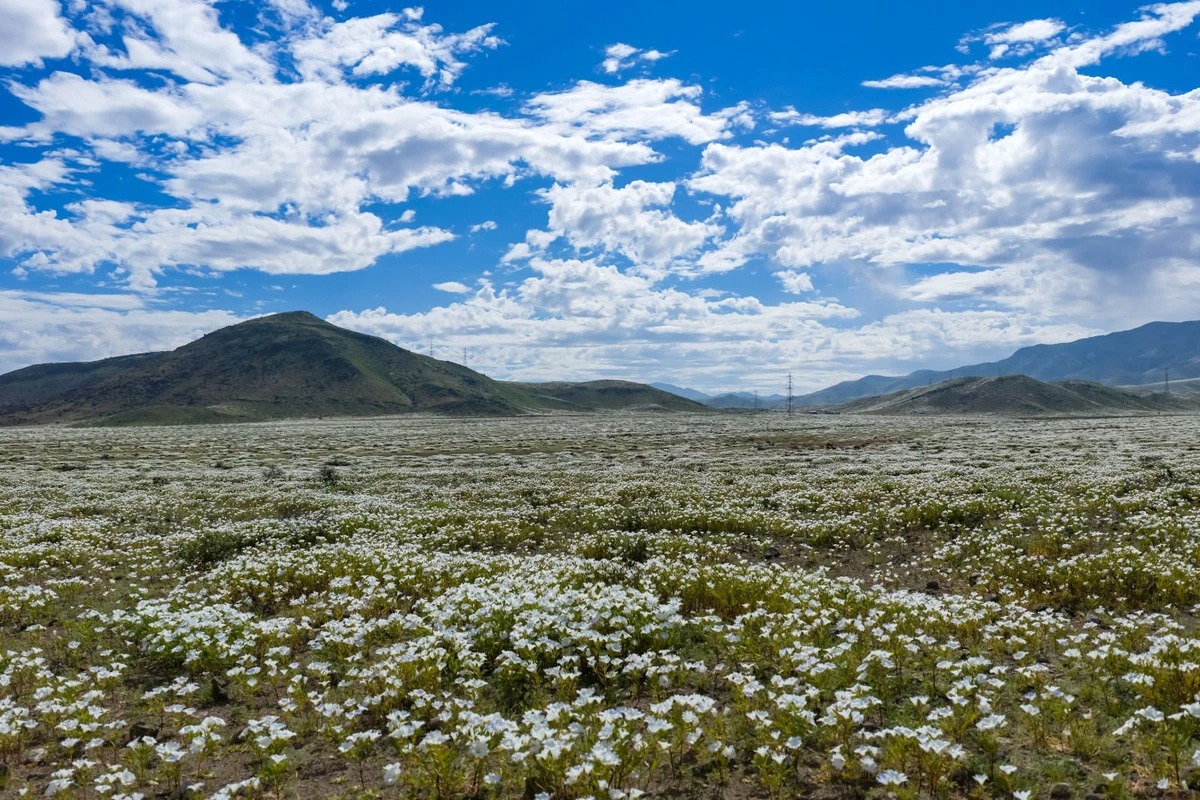 Flores brancas também transformam a paisagem árida do Atacama nesta primavera. Foto: Javier Torres/AFP