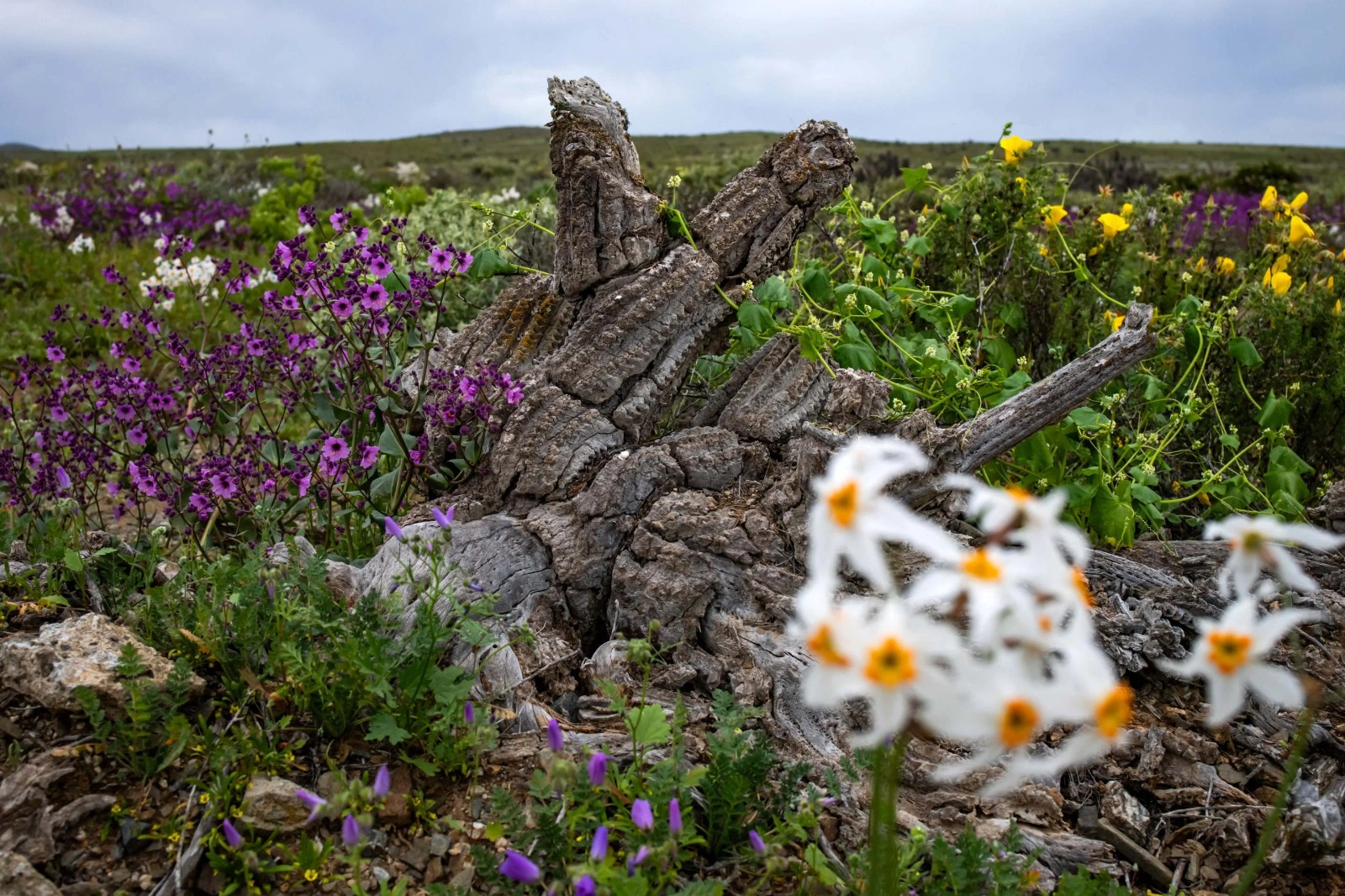 Após as chuvas de inverno, sementes adormecidas no solo começaram a florescer em diferentes áreas do deserto. Foto: Javier Torres/AFP