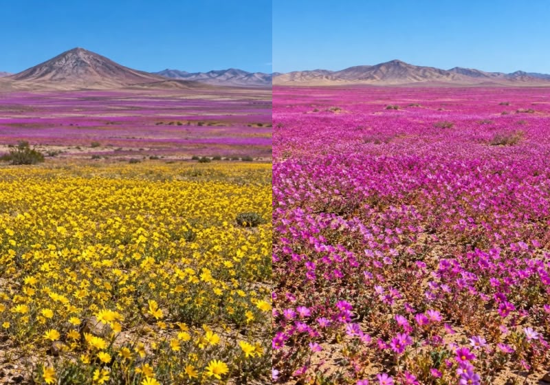 Flores cobrem áreas do Deserto do Atacama após as chuvas intensas registradas no norte do Chile. E a beleza deve aumentar no começo de outubro. - Foto: Reprodução/ Javier Torres / AFP