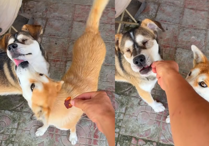 O cão gentil deixa o amigo cego, Kugen, comer o petisco primeiro. O vídeo viralizou. - Foto: Reprodução/Instagram/@blindpupkugen