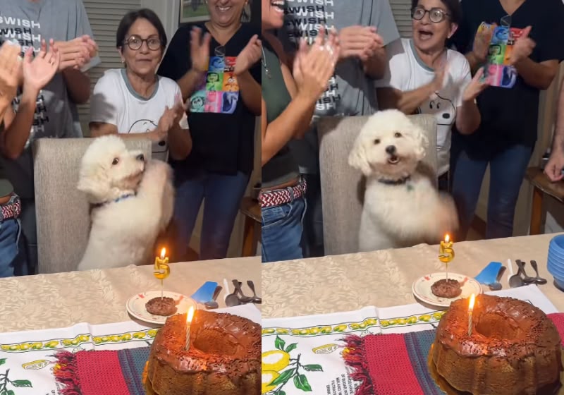 Poodle movimenta as patinhas como se estivesse batendo palmas durante a própria festa de aniversário de 5 anos, na Venezuela. - Foto: Reprodução/Instagram @lejandroregaladosoto