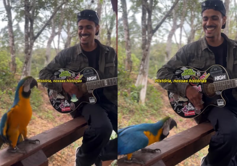 A arara dança e vocaliza enquanto o jovem toca “Dias de Luta, Dias de Glória”, do Charlie Brown Jr., na Praia Brava (SC). Foto: Reprodução/Instagram @zaellmc