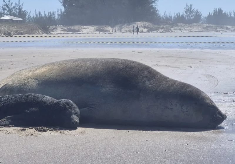 O filhote de elefante-marinho-do-sul nasceu neste sábado (26) em uma praia de Jaguaruna, no litoral de Santa Catarina. Foto: Reprodução/PMP-BS.