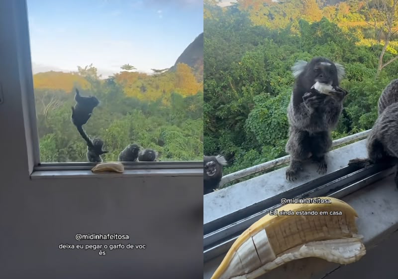 Seis saguis na janela esperam por pedaços de banana no Rio de Janeiro. Foto: Reprodução/Instagram/@midinhafeitosa