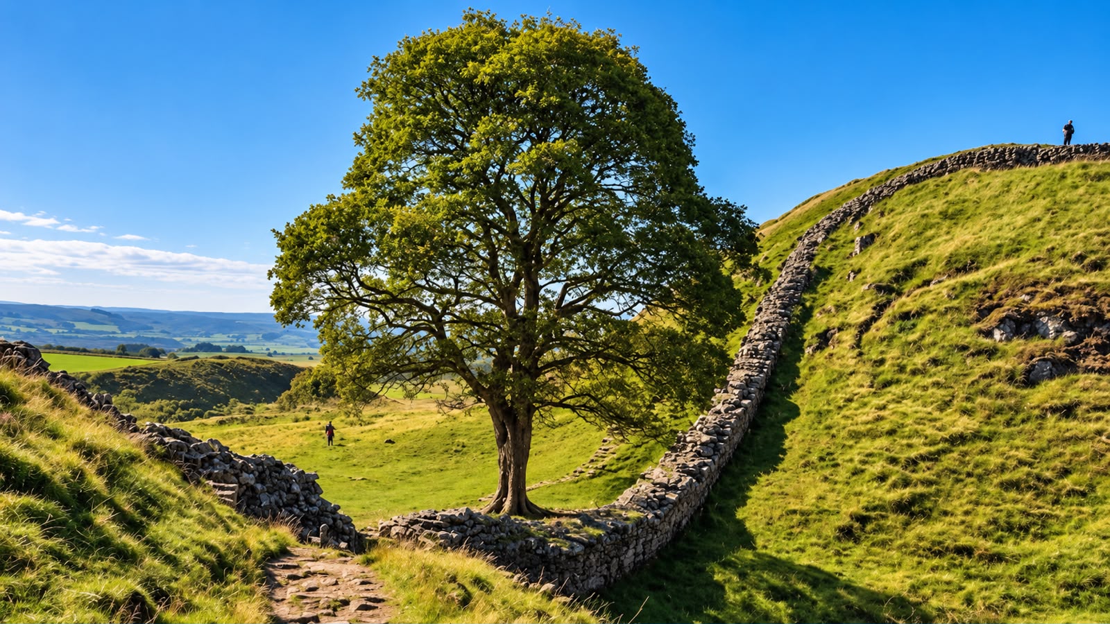 A Sycamore Gap era um dos principais marcos da paisagem de Northumberland, no norte da Inglaterra. Foto: National Trust Images/PA