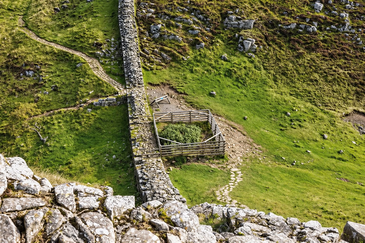Novos brotos crescem ao redor do tronco da Sycamore Gap, que permanece cercado para proteger a recuperação da árvore. Foto: National Trust Images/PA