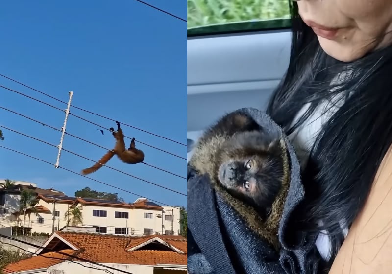 Vilma socorreu o macaco após o animal levar um choque na rede elétrica e cair desacordado em Mairiporã (SP). - Foto: Reprodução/Instagram/@darlanoliveirasv