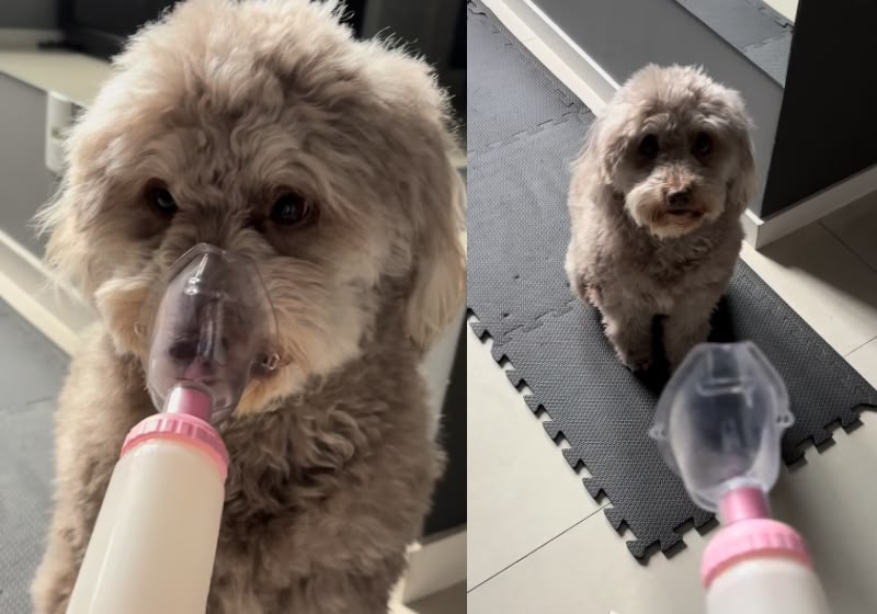 A Luna Maria, uma cachorra com bronquite, aprendeu a avisar à tutora quando precisa usar a bombinha para conseguir respirar. - Foto: Reprodução/ Instagram/@luna_maria_narizdecoracao
