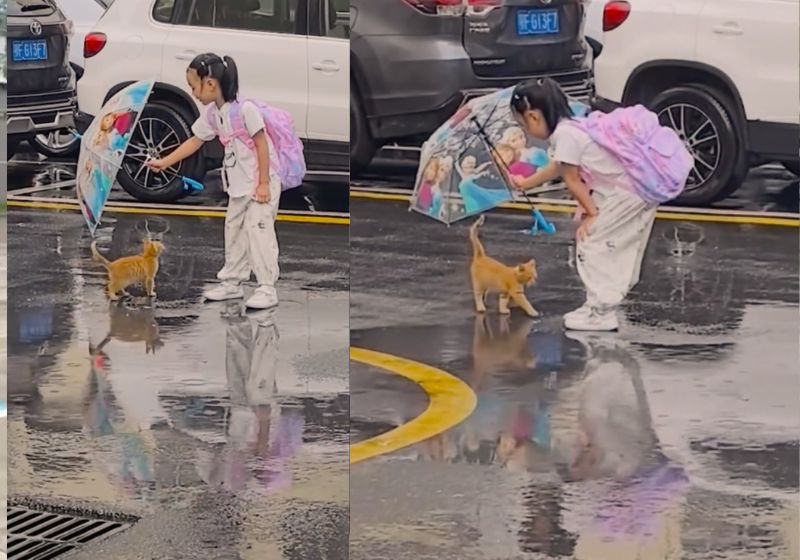 Mesmo sendo alérgica a pelos de gato, a menina manteve o guarda-chuva sobre gatinho durante a chuva em Hubei, na China. - Foto: Reprodução/Douyin/ SWNS