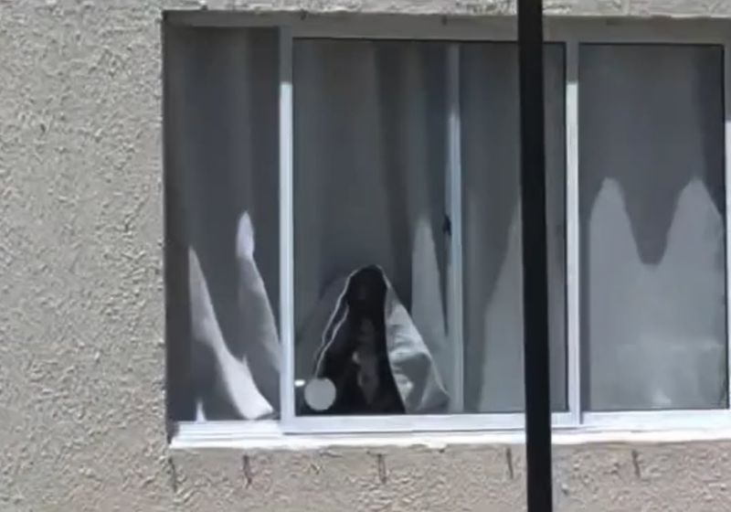 A Catarina corre para a janela, fica com a cortina branca sobre a cabeça e parece uma “noiva fantasma”. O vídeo viralizou com quase 15 milhões de views. - Foto: reprodução/ Instagram/ @danilopraxedes