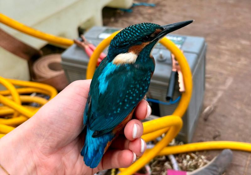 Laura O’Brien trabalhava em um parque na Inglaterra quando o pássaro martim-pescador pousou na mão dela e ficou ali durante quase 10 minutos. - Foto: Laura O’Brien / SWNS