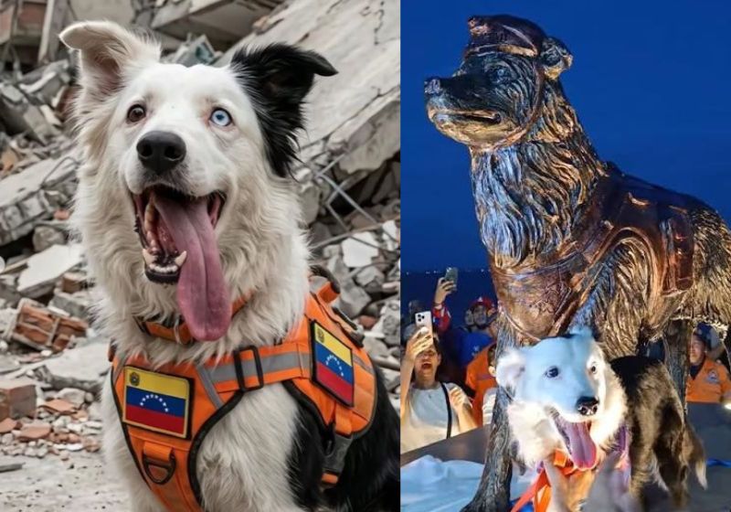 Tsunami, o cão Border Collie de 9 anos que ajudou a localizar sobreviventes sob os escombros do terremoto na Venezuela, ganhou uma estátua no parque Vereda del Lago, em Maracaibo. - Fotos: arquivo SNB/PrensaOriente
