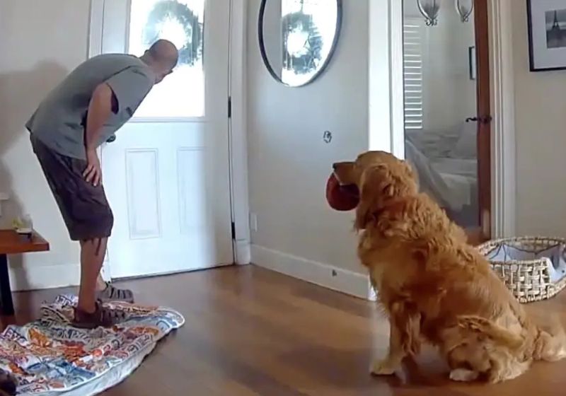 O golden Nash, de 4 anos, estava sozinho em casa quando um ladrão entrou pela janela. Em vez de latir, o cachorro levoun brinquedos na boca e abanou o rabo para brincar com o invasor. - Foto: Dante Rowley and Stephanie Calderon