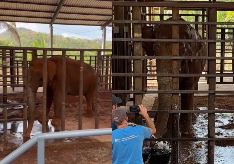 No Santuário em Mato Grosso, o elefante Sandro jogou terra, brincou com a lama e mostrou alegria no novo ambiente. - Fotos: reprodução/ Instagram/ @01.gabriel_freitas