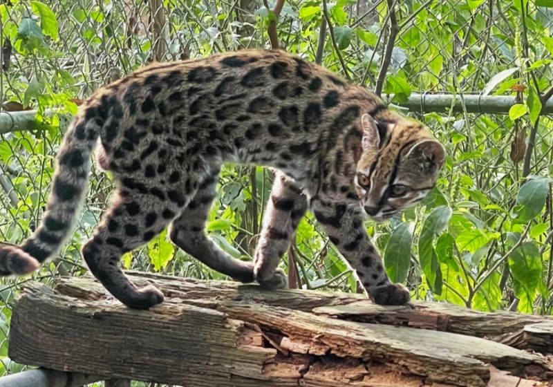Leopardus tilcayo pesa apenas 1,4 kg, é menor que muitos gatos domésticos e vive nas florestas montanhosas da Bolívia. - Foto: reprodução PUCRS/ Paola Nogales-Ascarrunz