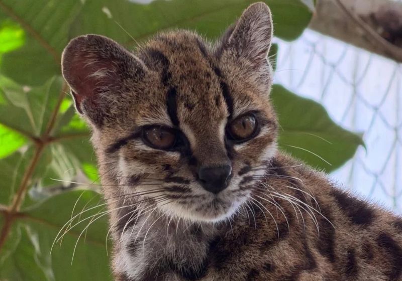 Leopardus tilcayo pesa apenas 1,4 kg, é menor que muitos gatos domésticos e vive nas florestas montanhosas da Bolívia. É o primeiro felino vivo descrito como nova espécie em mais de 100 anos. - Foto: reprodução PUCRS/ Paola Nogales-Ascarrunz