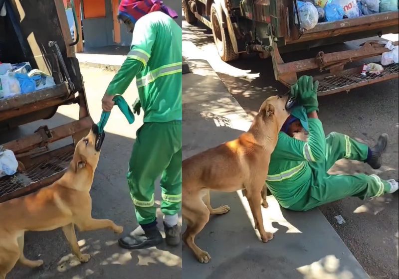 O cachorro caramelo Jaquim espera o caminhão de lixo passar pelo bairro Jaiara, em Anápolis (GO), para brincar com o gari Vanderlan, o Mazzaropi. - Fotos: reprodução/ Instagram/ @mazzaropi345