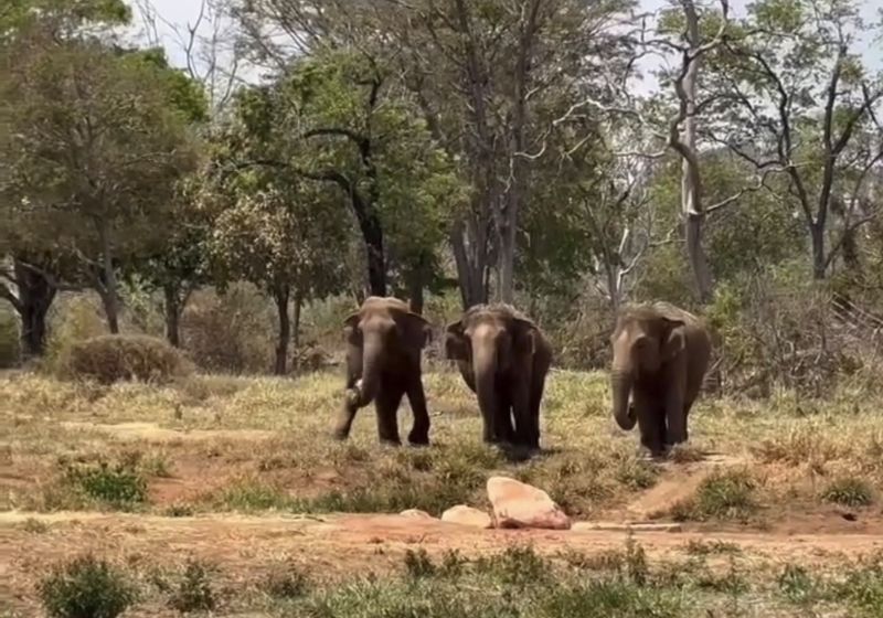 As elefantas pretendentes do Sandro sentiram o cheiro dele e ficaram procurando pelo primeiro macho da casa, do outro lado do lago, no Santuário, no MT. - Foto: reprodução/ Instagram/ @sanctuary4elephants