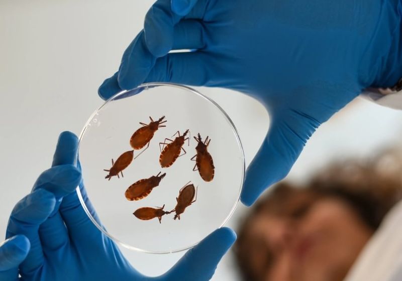 Estudo internacional sobre doença de chagas mostra que tratamento de 30 dias tem eficácia semelhante ao de 60 dias, com menos efeitos colaterais. - Foto: Universidade do Texas em El Paso (UTEP).