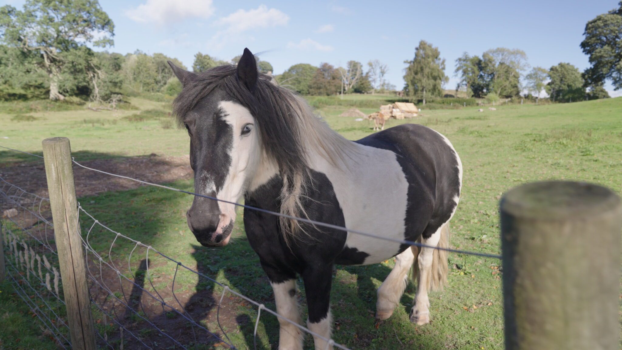 Dona Mary achou que o prêmio dela seria este cavalo que estava na propriedade. - Foto: Omaze/ SWNS