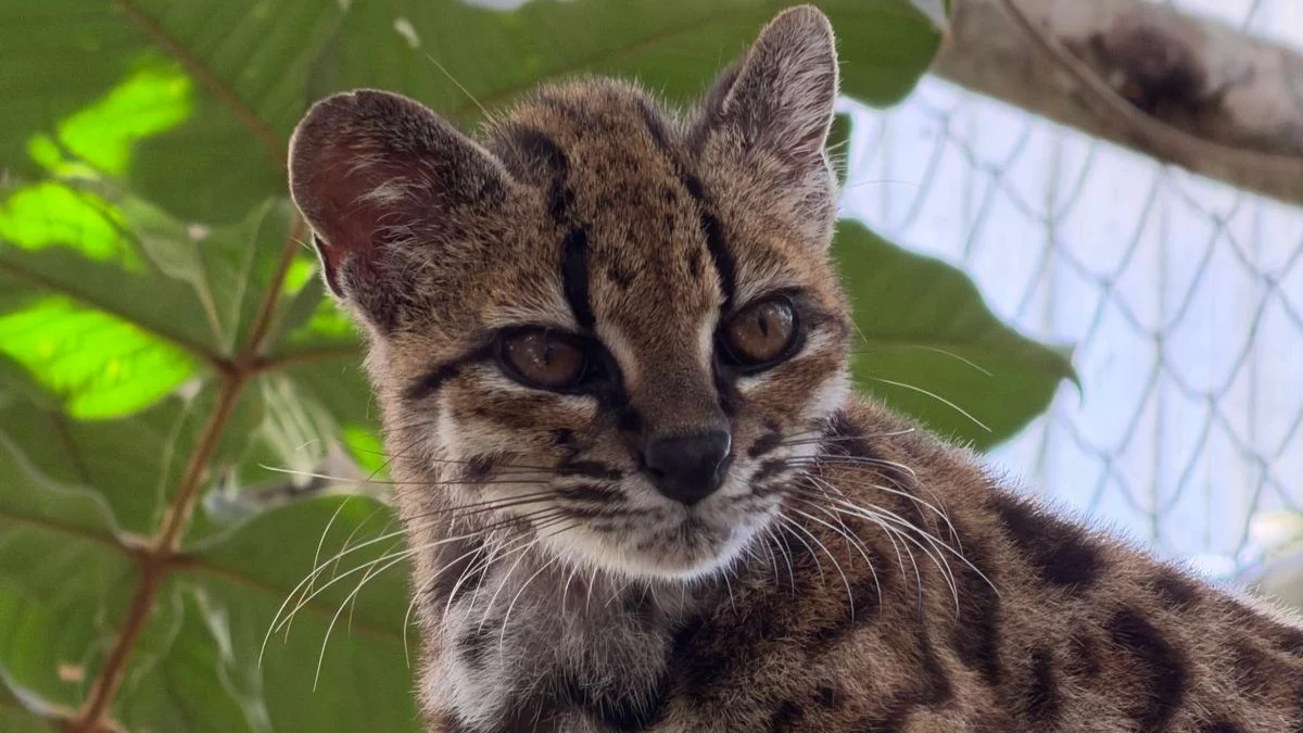 A carinha da nova espécie gato selvagem descoberta por brasileiro. - Foto: reprodução/ PUCR/ Julie Van Collie