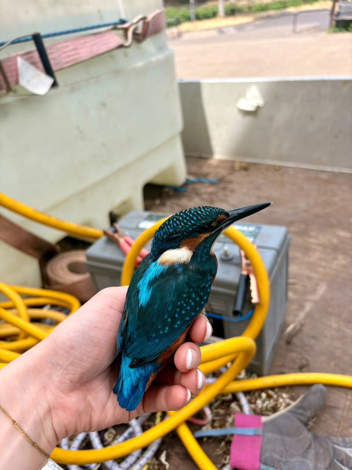 O pássaro raro que pousou na mão da Laura após ela pedir um sinal do universo. - Fotos: Laura O’Brien / SWNS